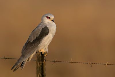 Black-winged Kite - Grijze Wouw - Élanion blanc