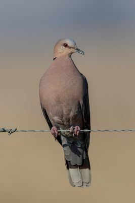 Red-eyed Dove - Roodoogtortel - Tourterelle à collier
