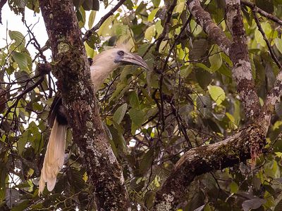 White-crowned Hornbill - Langkuifneushoornvogel - Calao coiff