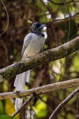 Blyth's Paradise Flycatcher - Orientaalse Paradijsmonarch - Tchitrec de Blyth (m)