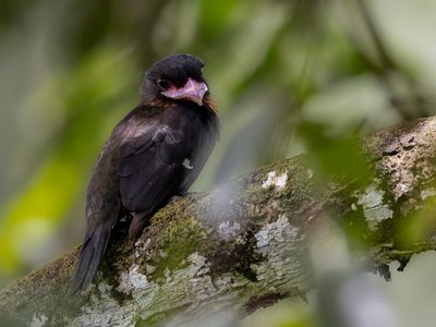 Dusky Broadbill - Sumatraanse Hapvogel - Eurylaime corydon