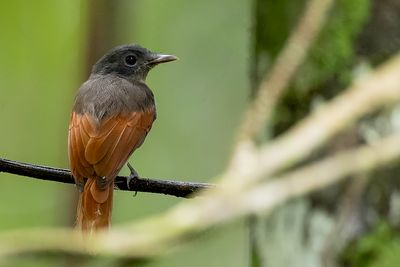 Rufous-winged Philentoma - Vuurvleugelphilentoma - Philentome  ailes rousses (f)