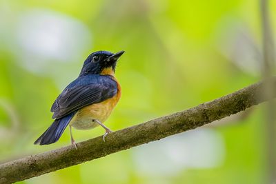 Sunda Blue Flycatcher - Breedsnavelniltava - Gobemouche  grand bec (m)