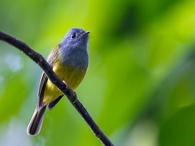 Grey-headed Canary-Flycatcher - Grijskopvliegenvanger - Gobemouche  tte grise