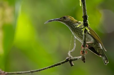 Bornean Spiderhunter - Everetts Spinnenjager - Arachnothre d'Everett