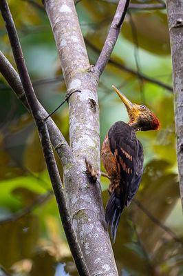 Orange-backed Woodpecker - Oranjerugspecht - Pic vigoureux (m)