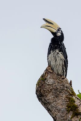 Oriental Pied Hornbill - Indische Neushoornvogel - Calao pie