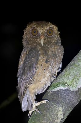 Reddish Scops Owl - Rosse Dwergooruil - Petit-duc rousstre