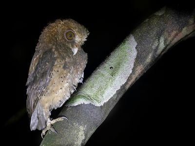 Reddish Scops Owl - Rosse Dwergooruil - Petit-duc rousstre