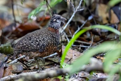 Sabah Partridge - Sabahbospatrijs - Torquole de Graydon