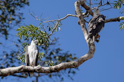 White-bellied Sea Eagle - Witbuikzeearend - Pygargue blagre