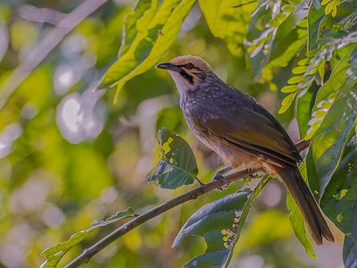 Straw-headed Bulbul - Geelkruinbuulbuul - Bulbul  tte jaune