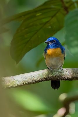 Malaysian Blue Flycatcher - Maleise Niltava - Gobemouche malais (m)