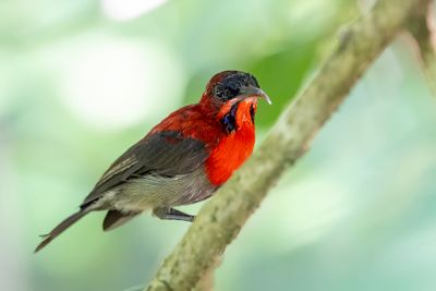 Crimson Sunbird - Geelrughoningzuiger - Souimanga siparaja (m)