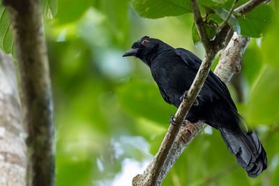 Bornean Black Magpie - Borneose Zwarte Gaai - Platysmure de Borno