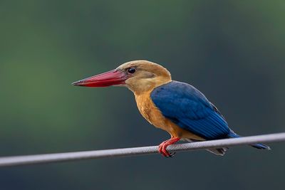 Stork-billed Kingfisher - Ooievaarsbekijsvogel - Martin-chasseur gurial