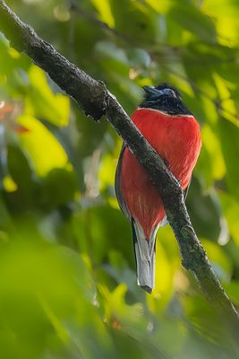 Red-naped Trogon - Roodnektrogon - Trogon  nuque rouge (m)