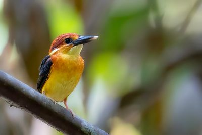 Rufous-backed Dwarf Kingfisher - Jungledwergijsvogel - Martin-pcheur pourpr