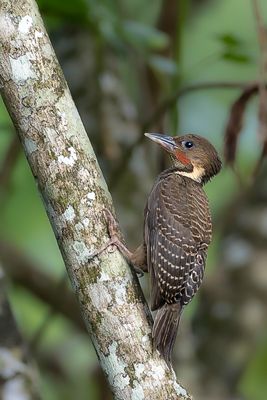 Buff-necked Woodpecker - Tukkispecht - Pic tukki (m)