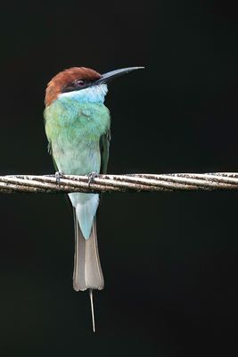Blue-throated Bee-eater - Maleise Bijeneter - Gupier  gorge bleue