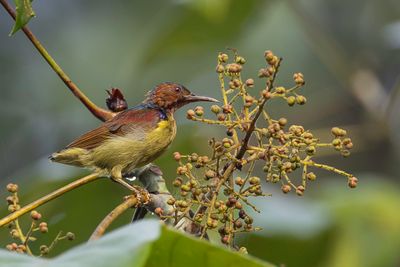 Red-throated Sunbird - Roodkeelhoningzuiger - Souimanga  gorge rouge (m)