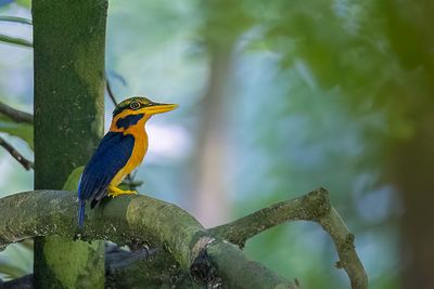 Rufous-collared Kingfisher - Maleise Bosijsvogel - Martin-chasseur trapu (m)