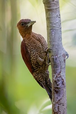 Banded Woodpecker - Meniespecht - Pic minium (m)