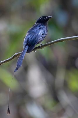 Greater Racket-tailed Drongo - Vlaggendrongo - Drongo  raquettes