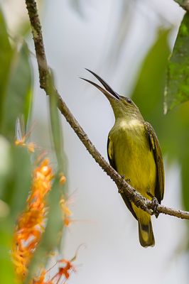 Thick-billed Spiderhunter - Diksnavelspinnenjager - Arachnothre  bec pais