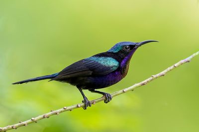 Copper-throated Sunbird - Koperkeelhoningzuiger - Souimanga de Macklot (m)