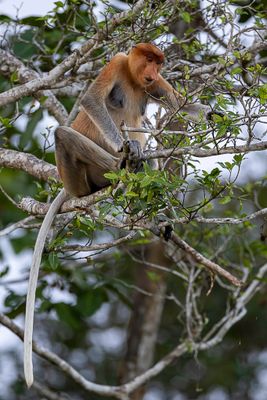 Proboscis monkey (f)