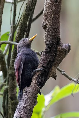 Maroon Woodpecker - Robijnspecht - Pic porphyrode (f)