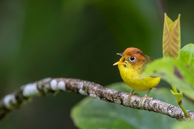 Yellow-breasted Warbler - Geelborstboszanger - Pouillot  poitrine jaune