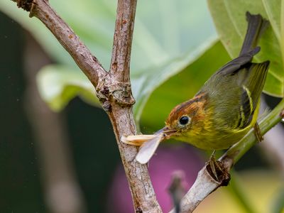 Yellow-breasted Warbler - Geelborstboszanger - Pouillot  poitrine jaune