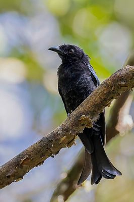 Hair-crested Drongo - Haarkuifdrongo - Drongo  crinire