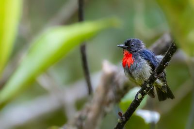 Black-sided Flowerpecker - Borneohoningvogel - Dice de Borno (m)