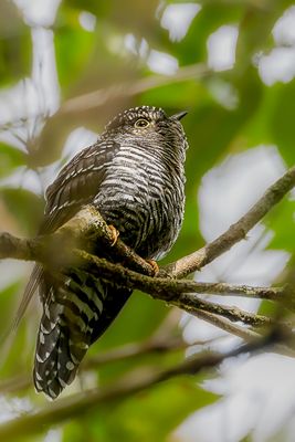 Sunda Cuckoo - Soendakoekoek - Coucou de la Sonde (j)