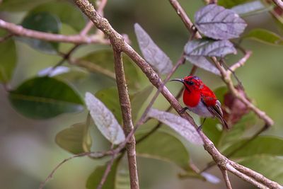 Temminck's Sunbird - Temmincks Honingzuiger - Souimanga de Temminck (m)