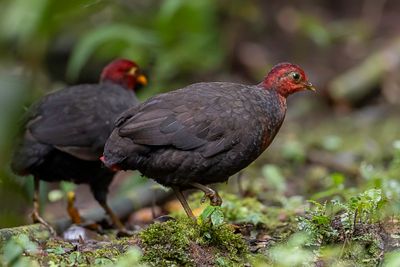 Crimson-headed Partridge - Roodkopbospatrijs - Rouloul sanglant (f)