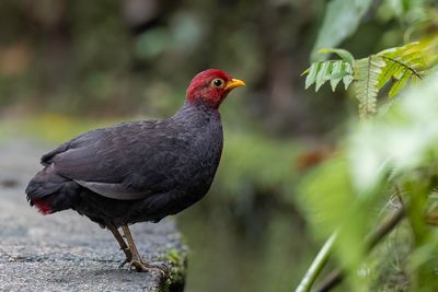Crimson-headed Partridge - Roodkopbospatrijs - Rouloul sanglant (m)