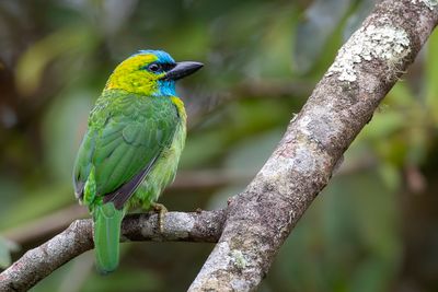 Birds of Sabah 2023