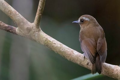 Eyebrowed Jungle Flycatcher - Kinabalujunglevliegenvanger - Gobemouche brid