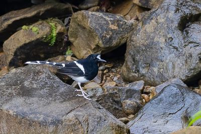 Bornean Forktail - Borneovorkstaart - nicure de Borno