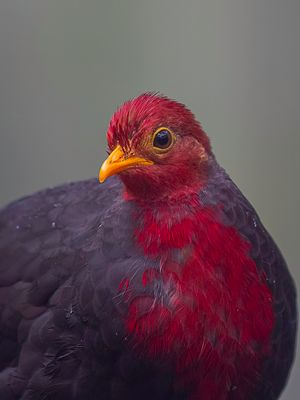 Crimson-headed Partridge - Roodkopbospatrijs - Rouloul sanglant (m)