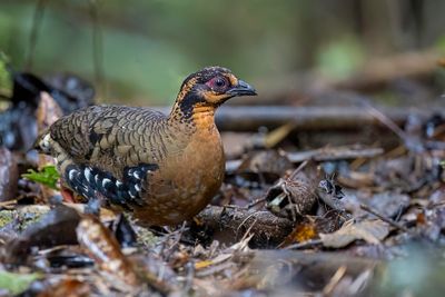 Red-breasted Partridge - Borneobospatrijs - Torquole de Borno