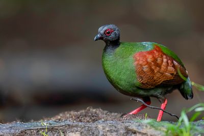 Crested Partridge - Roelroel - Rouloul couronn (f)