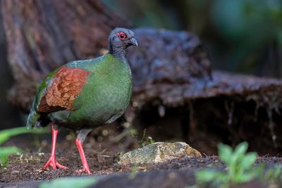 Crested Partridge - Roelroel - Rouloul couronn (f)