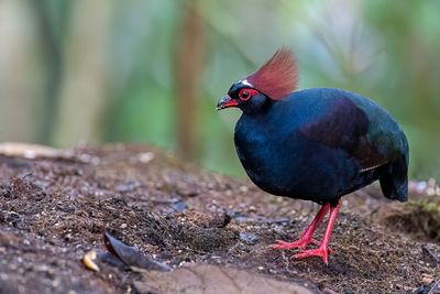 Crested Partridge - Roelroel - Rouloul couronn (m)