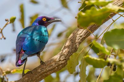 Purple Starling - Purperglansspreeuw - Choucador pourpr