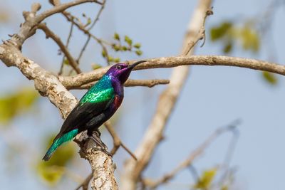Splendid Sunbird - Roodbuikhoningzuiger - Souimanga éclatant (m)